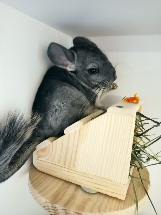 Домашний любимец,самый мягкий и пушистый