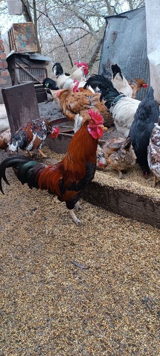 Півні (Корольки)