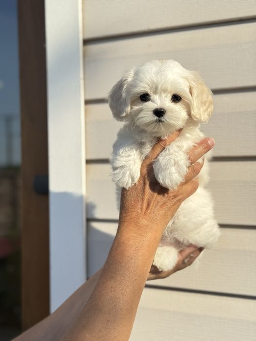 Мальтіпу бебі фейс київ
