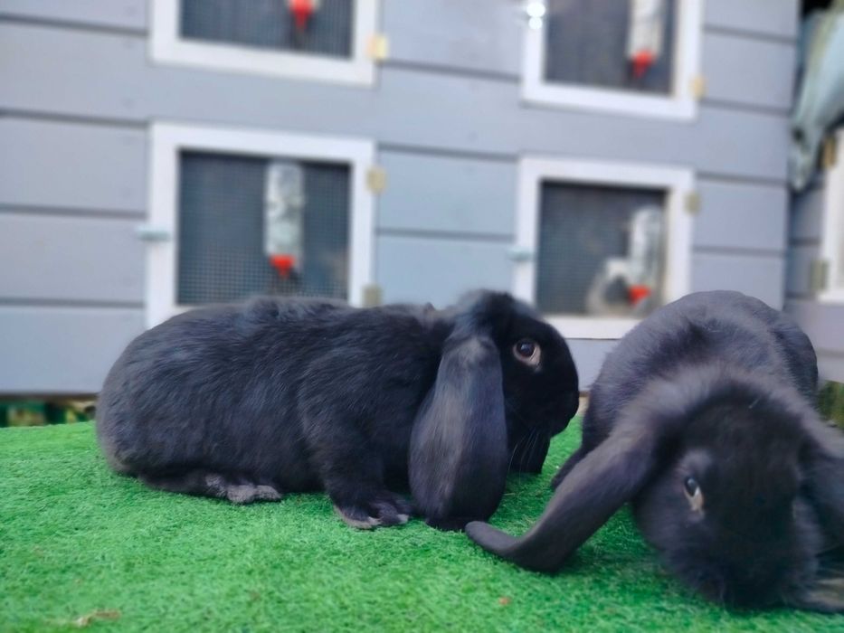 Królik baran francuski samiec czarny