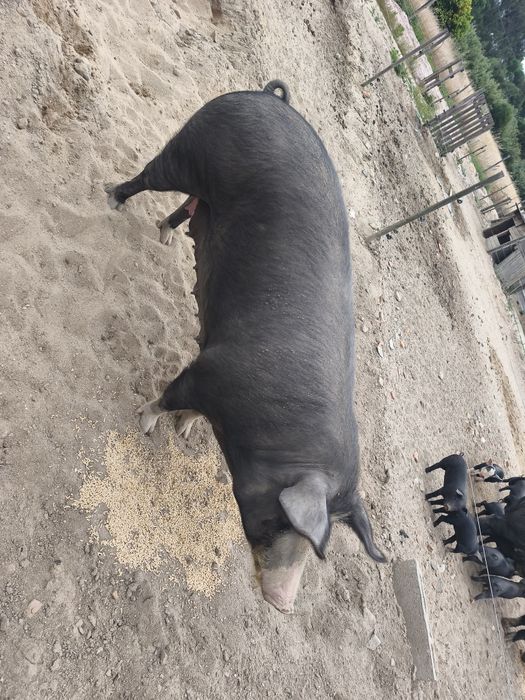 Vendo porcos Raça Alentejana/Duroc