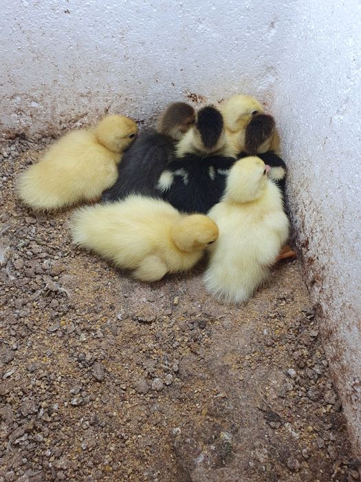 Vendo patinhos mudos de várias idades e cores