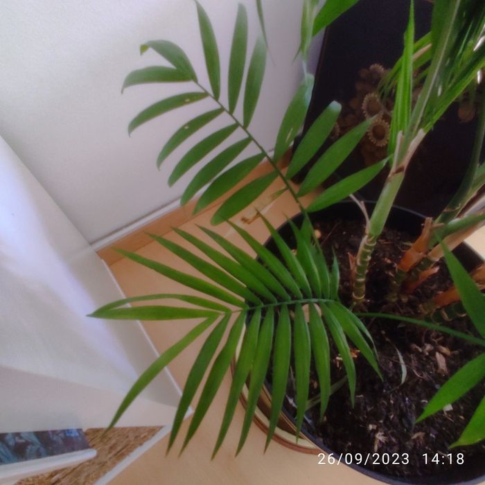 Chamaedorea elegans