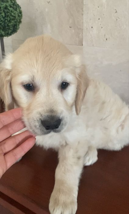 Golden retriever fantastico