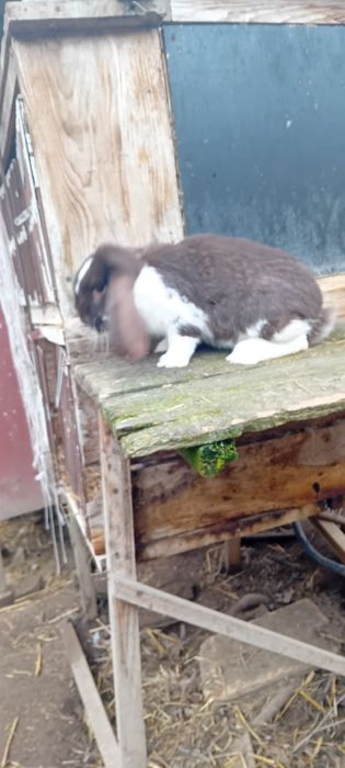 Sprzedam króliki barany francuskie