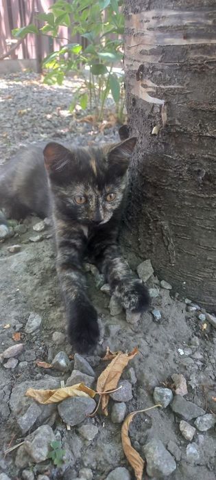 Отдам котят в хорошие руки.