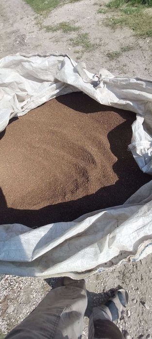 Facelia błękitna na poplon lub pożytek dla pszczół miododajna