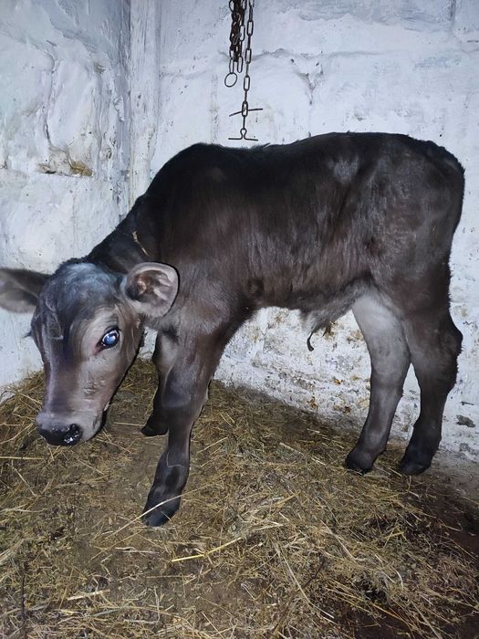 Продам  бичка село Боромля