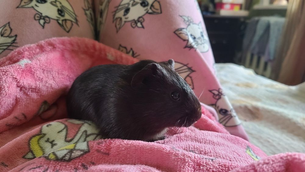 Морська свинка 1,5 місяці