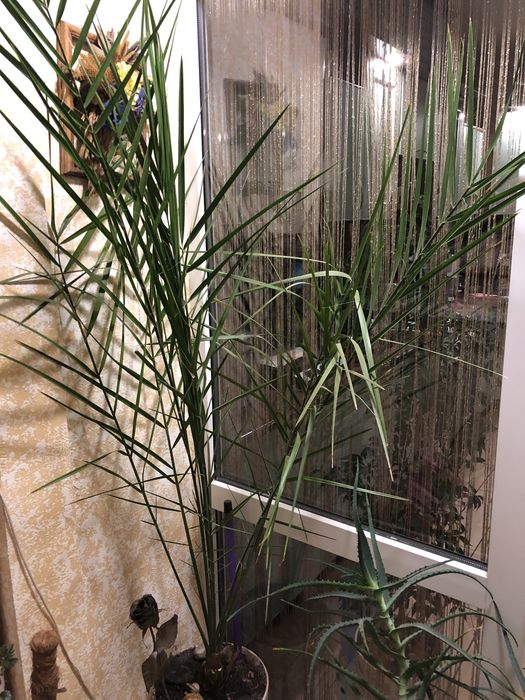 Пальма фінікова висота 1.70