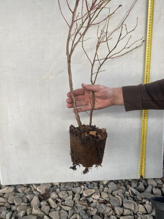 Лохина саджанці / голубика саженцы 2–5 років | великі кущі