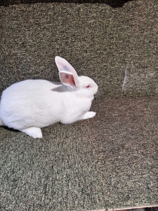 Króliki Termondzkie