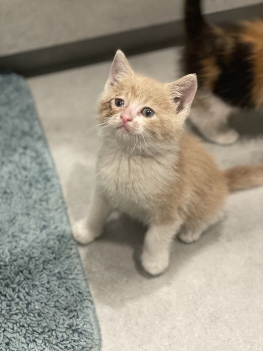 Віддам в добрі руки кошенят