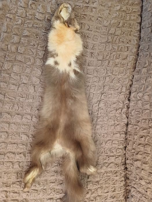 Хутро чорнобурки і куниці