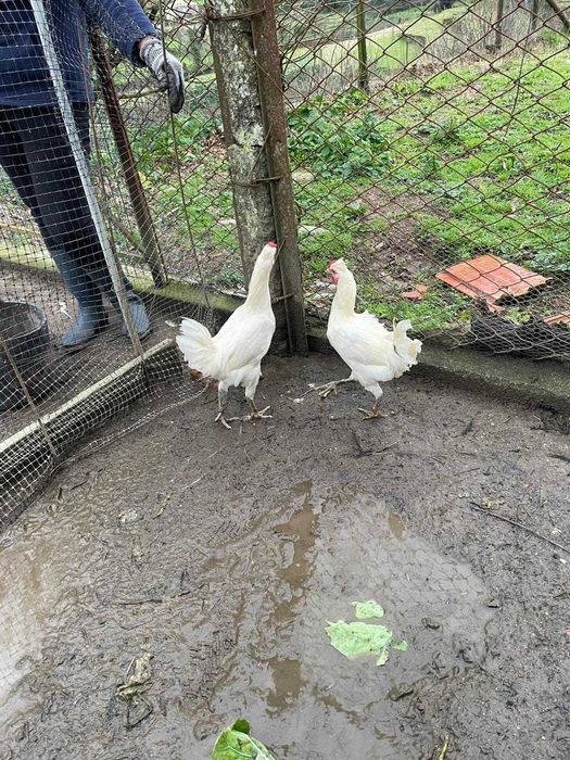 Garnizos brancos machos