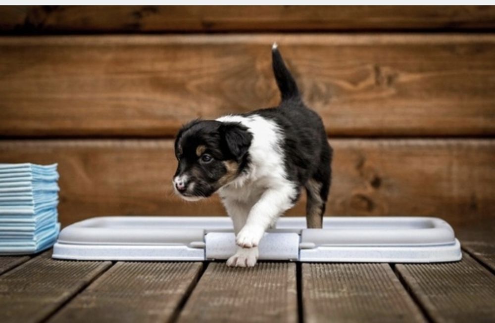 Plastikowa mata do nauki sikania dla psa kota