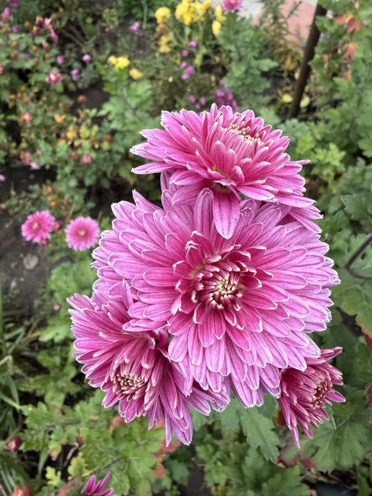 Хризантема на фото пізня з високорослих сортів