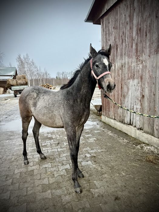 Ogierek małopolski z rocznika 2025