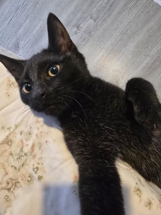 Najsłodszy kot kociak kocurek do adopcji