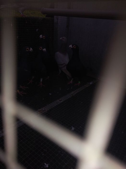 Pombos correios para venda