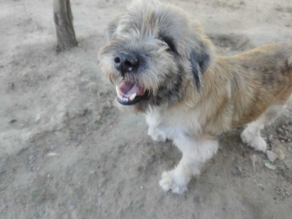 DREDZIK czeka na swój domek