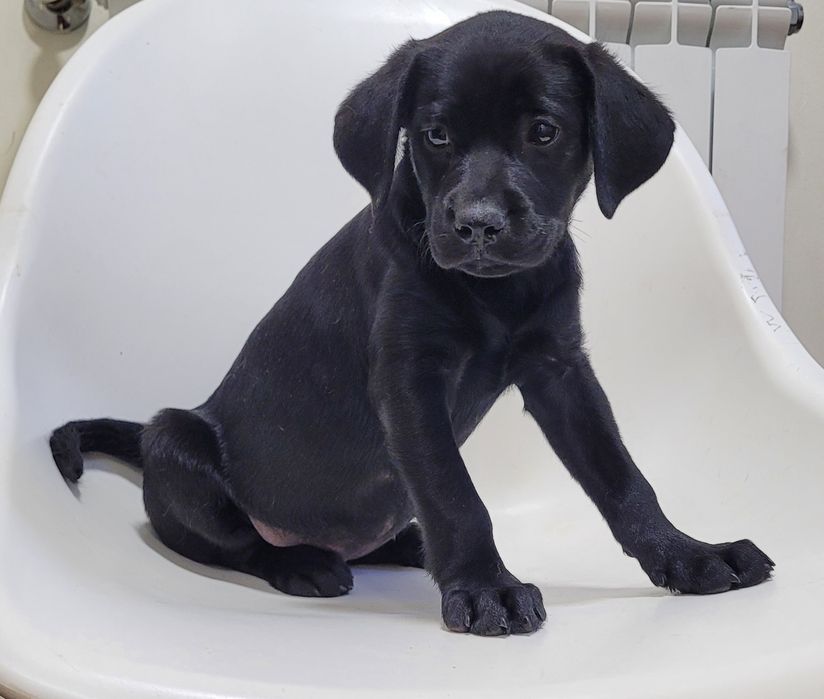 Labradora preta bebé