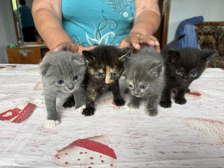 Висловухі кошенята
