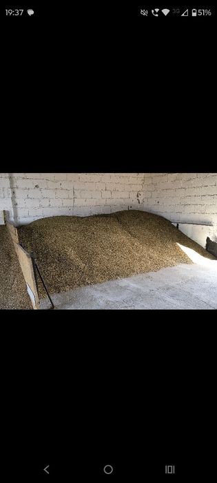 Owies Rambo po centrali