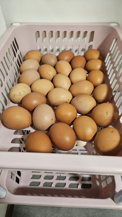 Vendo ovos casairos