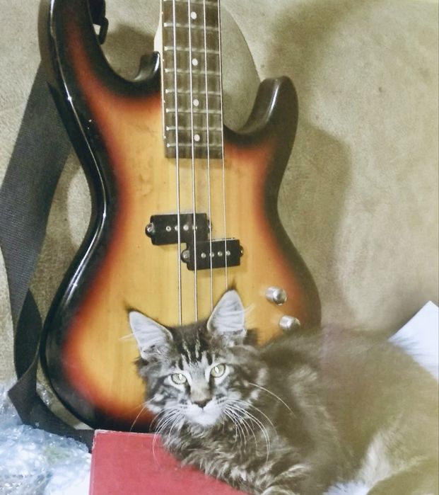 Бас-гітара Phil Pro (Precision Bass) — Класика! Звук щільний, дерево!