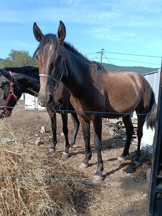 Potro filho pais lusitanos 2 anos