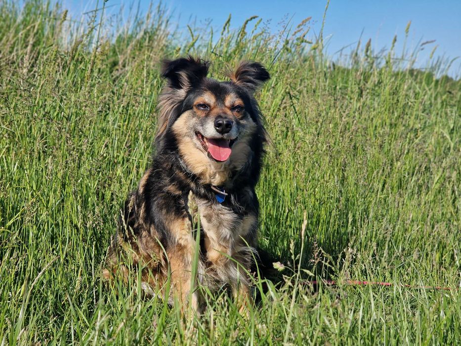 Chałka lękliwa sunia szuka domu