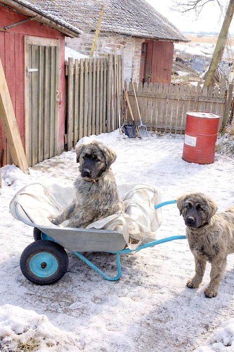 Цуценята кавказької вівчарки розплідник Start Escort кавказская