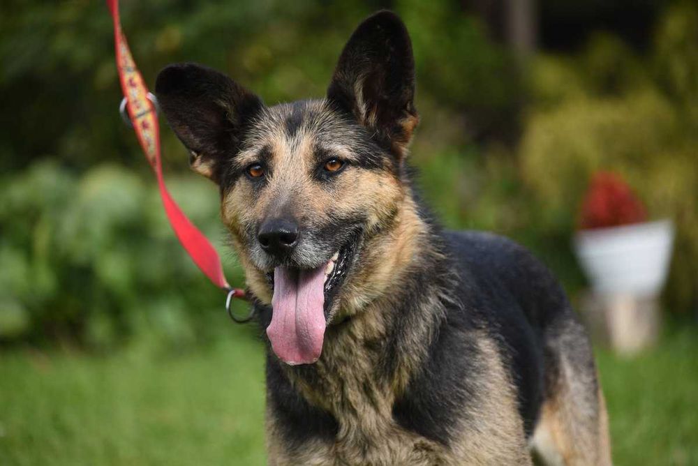 Korba - suczka w typie owczarka szuka domu