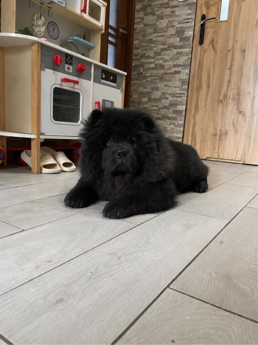 Piękny piesek chow chow