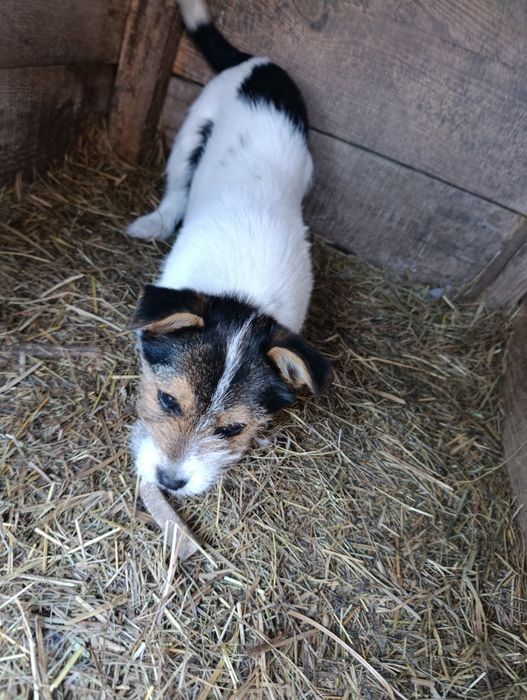 Sześciomiesięczne suczki.