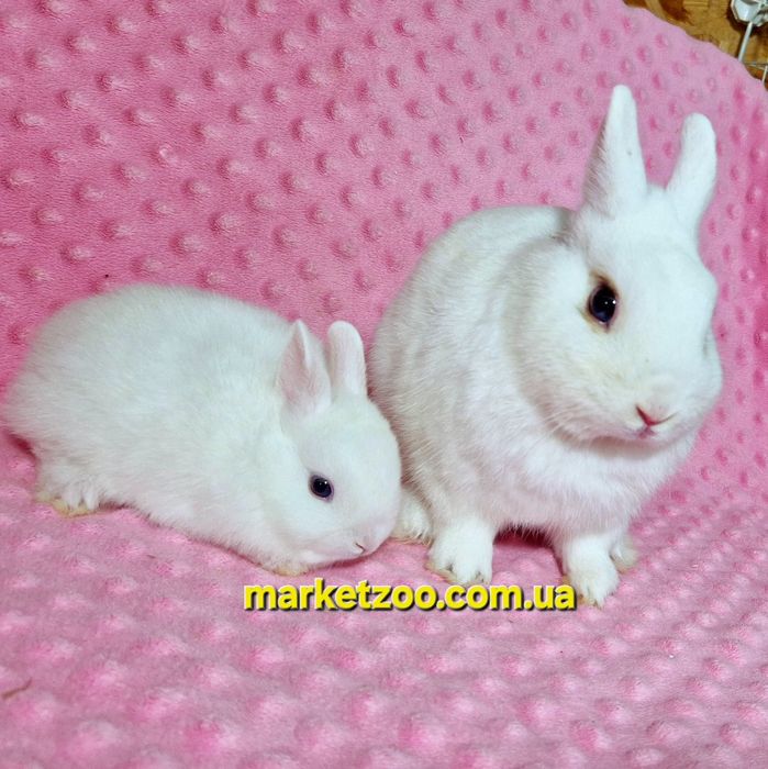 Міні гермелін,найменші кролики,карликові,карликовые,мини,декоративні