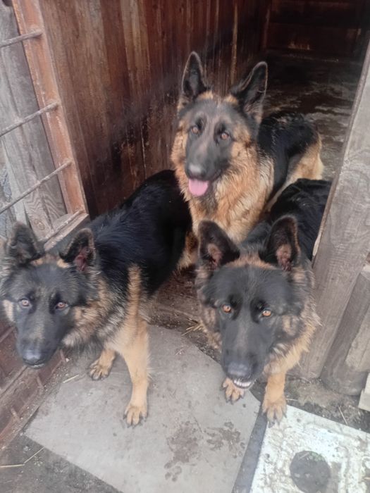 Німецька вівчарка