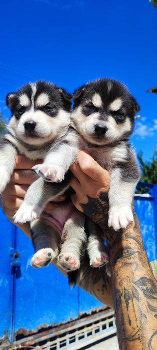 Продаж. Сибірський хаскі