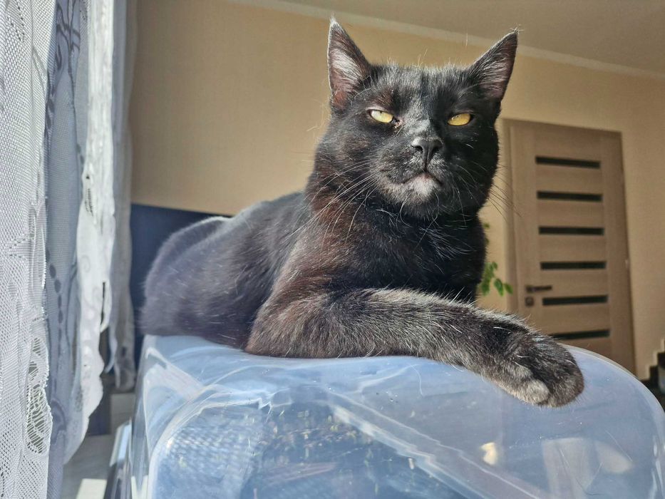 Przepiękny i mądry kot do adopcji