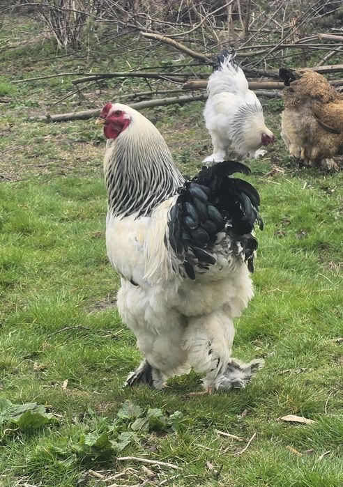 Brahma Olbrzymia jaja lęgowe