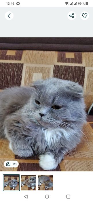 Кошечка Хайленд Фолд 9месяцев