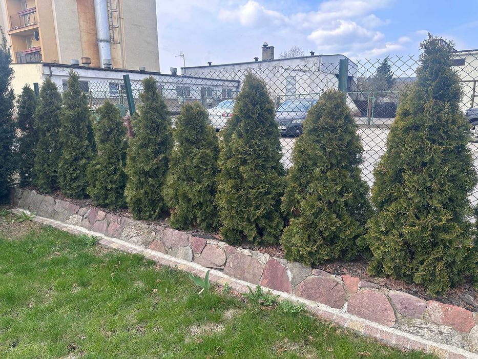 HURT –18 sztuk Tuje Cisy 130–170 cm SPRZEDAM WSZYSTKIE NARAZ