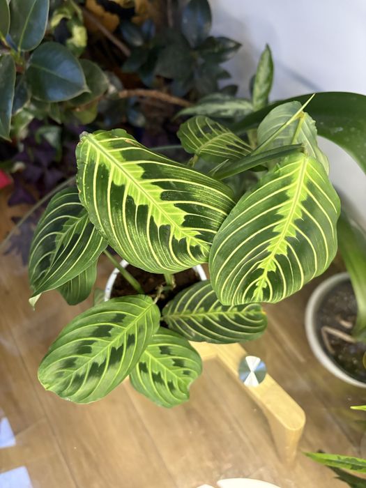 Маранта Fanscinator, Lemon Lime, Бьюті кім