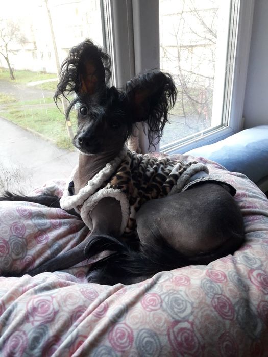 Китайская хохлатая девочка