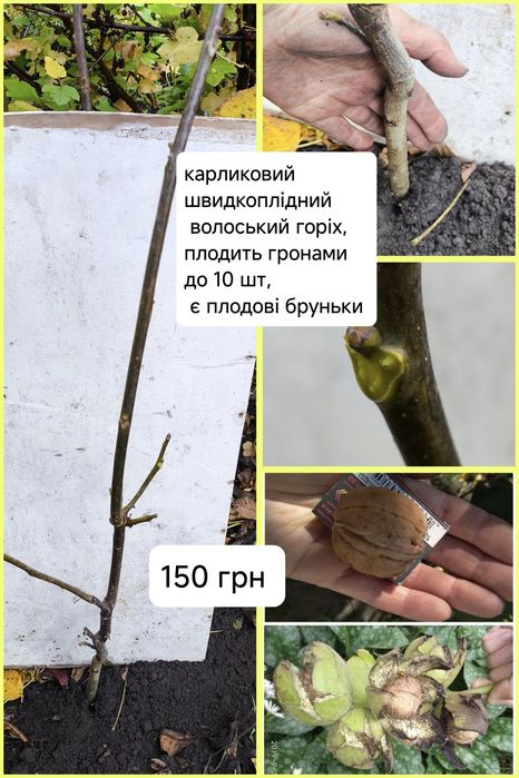 Айва Кизил Фундук Волоський