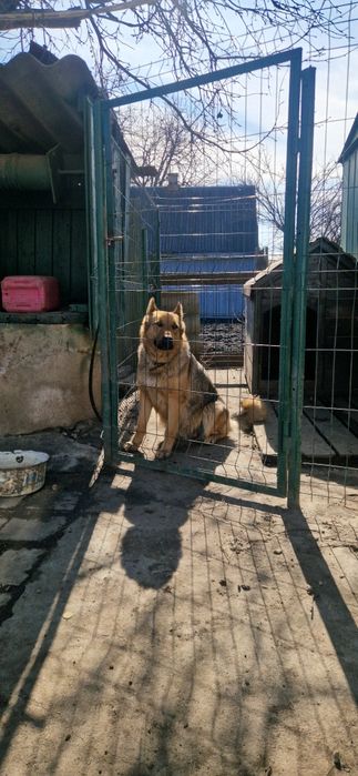Щенята німецької вівчарки