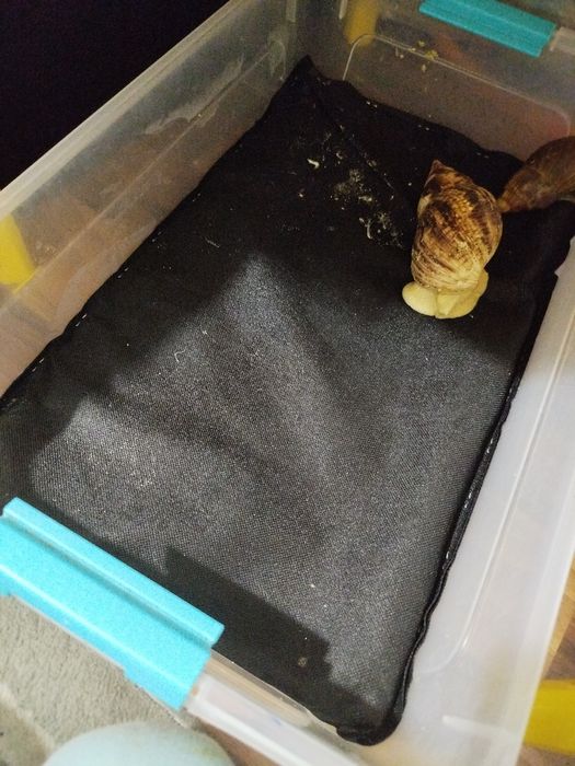 Мат для равликів