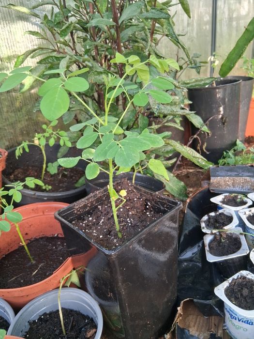 MORINGA planta tropical