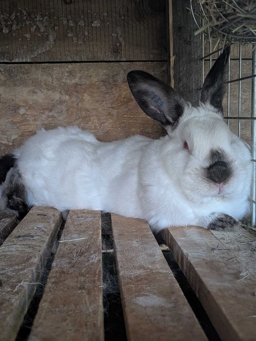 Króliki Kalifornijskie